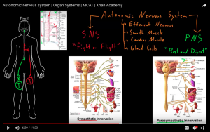 Autonomic Nervous System