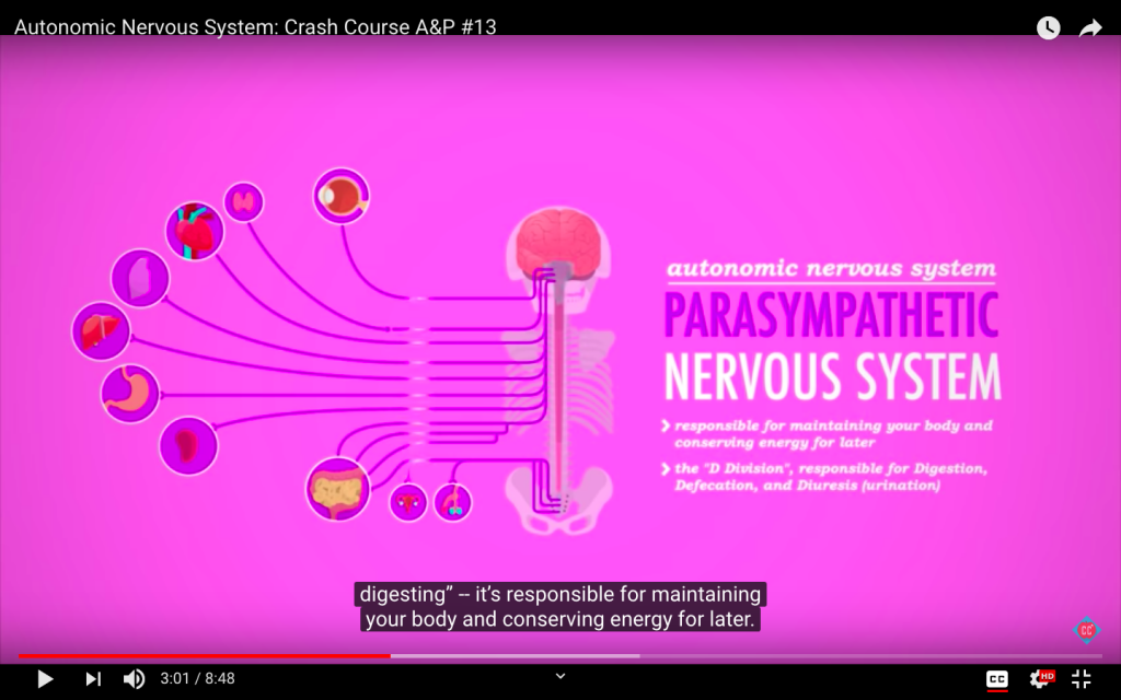 Parasympathetic Nervous System